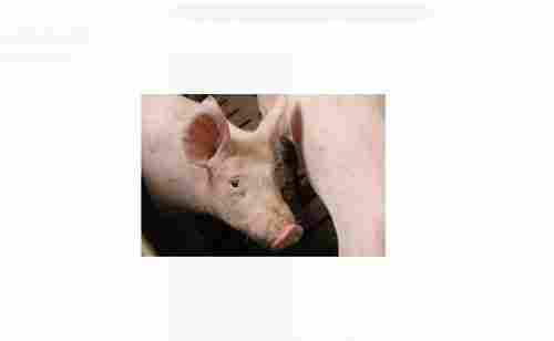 Farm Pigs High Breed Healthy Pigs For Meat And Other Purpoes 