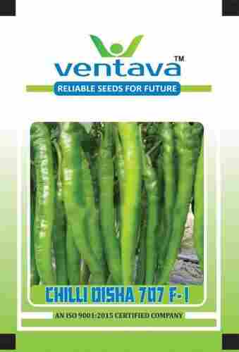 High Temperature Resistance, Medium Green Chilli Disha 707 F1 Hybrid Seeds