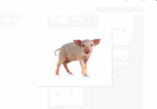 Small Size White Color Farm Pig Used For Meat And Other Purposes