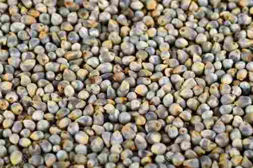 Vitamins Rich Indian Origin Natural Pearl High In Protein Millet Seeds 
