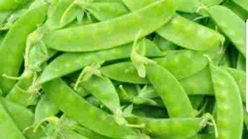 Indian Origin Healthy Farm Fresh Naturally Grown Green Snow Peas