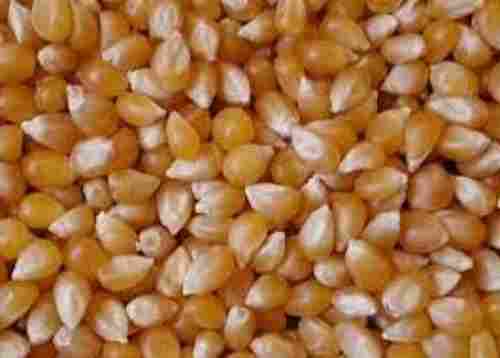 Rich Nutrients Values Yellow Maize Corn