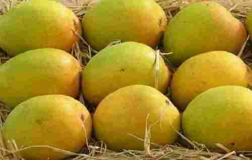 100 Percent Organic And Fresh Sweet Delicious Mango With Rich Source Of Vitamin
