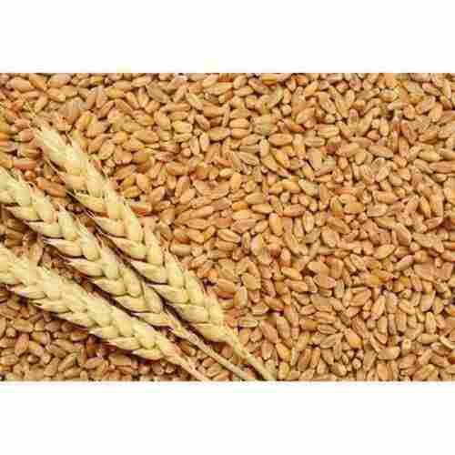 Impurity Free Pure and Natural Wheat Grain with Nutritious Values