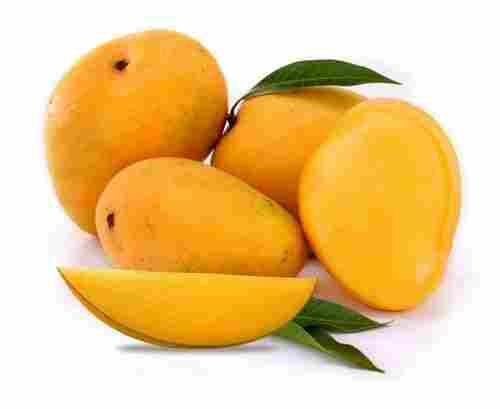 Good Quality Organic Tasty Kesar Mango