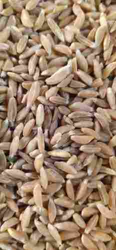 Good Source Of Fiber Cultivated Pure Wheat Grains Seeds With High Protein