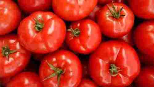 Natural Red Fresh Tomato
