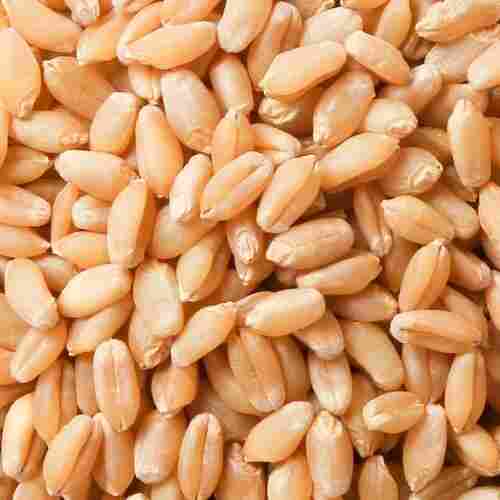 Natural Taste Good Source Of Fiber 100 Percent Pure Organic Dried Brown Wheat Grain