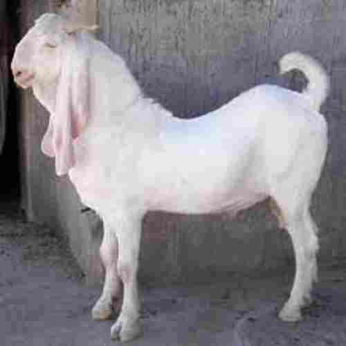 Nutrition Enriched 100 Percent Healthy White Jamnapuri Breed Goat