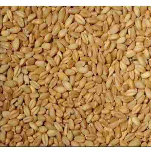 Purity 100 Percent Natural Taste Good Source Of Fiber Organic Dried Brown Wheat Grain