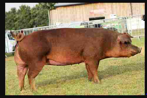 Healthy Dark Brown Farm Pig, Used For Meat In Houses And Restaurant