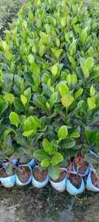 Jack Fruit Plant For Nursery And Gardening
