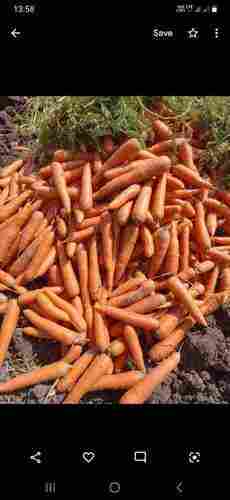 Good For Health Pesticide Free Rich In Taste No Artificial Color Red Carrot