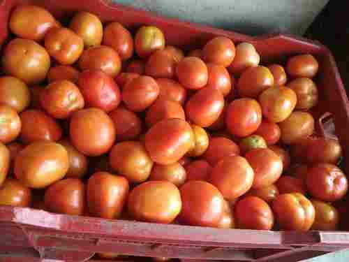 100% Fresh Natural And Pure Organic Round Red Tomato For Cooking