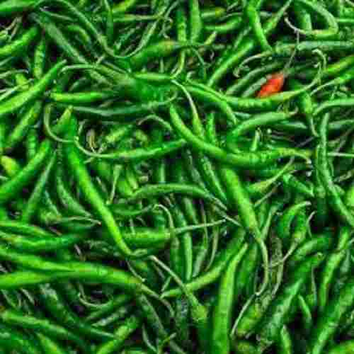 Healthy And Nutritious Good For Health Pesticide Fresh Green Chillies