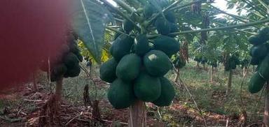 Rich In Vitamins And Minerals Green Fresh Delicious Taste Papaya 