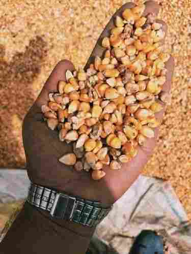 100% Natural And Organic Yellow Dried Maize Seeds For Animal And Human Foods