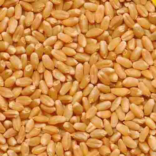 100% Pure Organically Cultivated Natural Indian Whole Yellow Wheat , Pack Of 1 Kg.