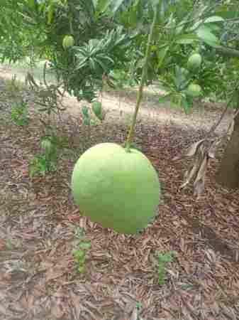 Wholesale Price Export Quality Badami Mango Fruit For Juice and Pulp