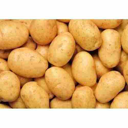 India Origin Oval Shape Fresh Brown Potato
