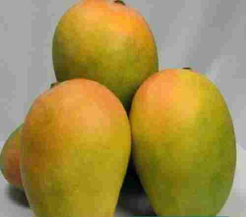 Yellow And Green Ovate Organic And Delicious Sweet Fresh Jumbo Kesar Mango