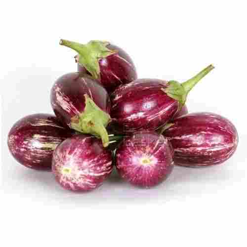 Pesticide Free High In Vitamin C And Antioxidants Minerals Natural Fresh Raw Brinjal