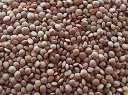 Chemical Free Good Source Of Vitamin Black Masoor Malka Dal For Cooking