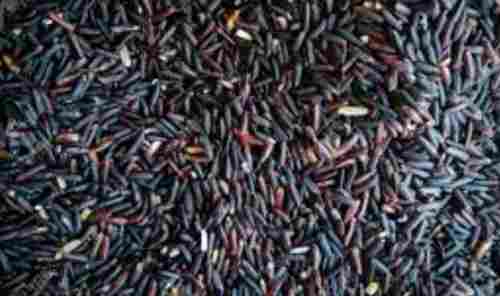 Manipur Black Rice Seed