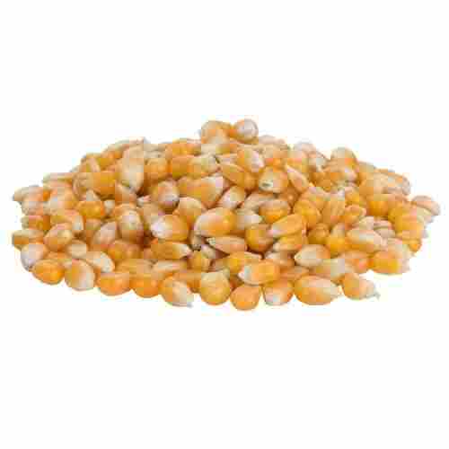 Rich In Vitamins Minerals Fiber Dried 100% Healthy Tasty Clean And Pure Yellow Maize 