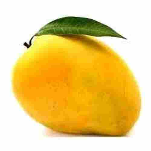 100 Percent Organic A Grade Delicious Fresh Sweet Rich Antioxidants Yellow Mangoes