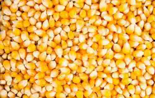Nutritious And Healthy Chemical Free Rich In Vitamins Yellow Corn Seeds