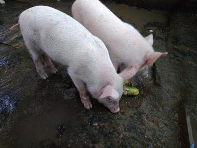 American Yorkshire Red Farm Pigs White Meat  Gender: Both