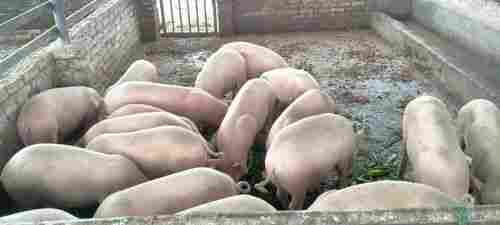 Pink Colour Yorkshire Pigs Male Farm Meat Red Ages 30 Day 120 Kilograms