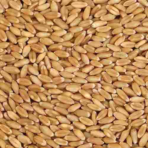 100% Pure Organically Cultivated Natural Indian Whole Yellow Wheat, Pack Of 1 Kg.