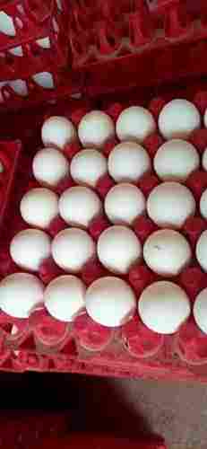 Rich Source Of Protein Safe From Bird Flu Fresh And Healthy White Eggs