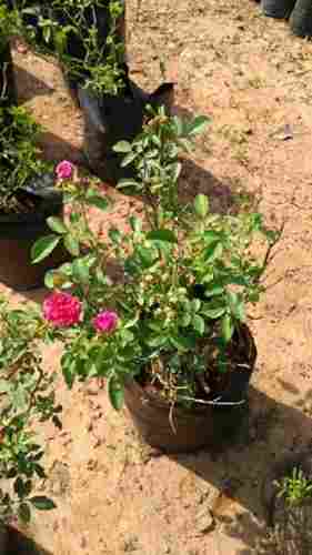 Natural And Fresh Reduce Risk Of Heart Disease Full Sun Exposure Pink Rose Plant 