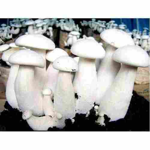 Natural Excellent Source Of Potassium Iron And Copper Fresh White Oyster Mushroom