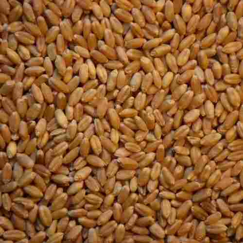 Chemical Free High In Fiber Healthy Hygienically Processed Wheat Seed
