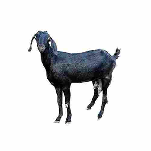 Healthy Black Unisex Osmanabadi Goat