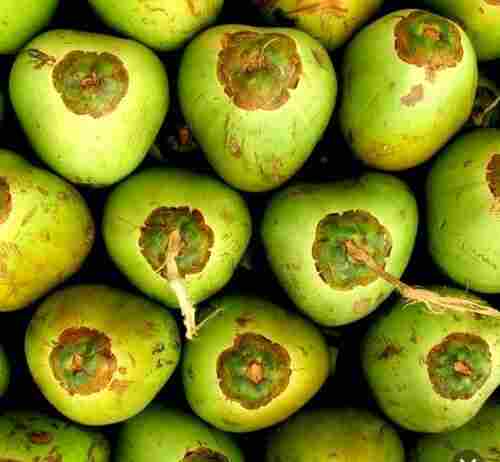 A Grade Fresh And Organic Natural Green Color Medium Size Tender Coconut