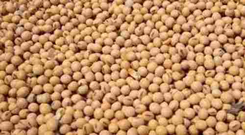 Health Rich Quality Protein Content Vitamins Weight Gain Natural Soybean Seeds