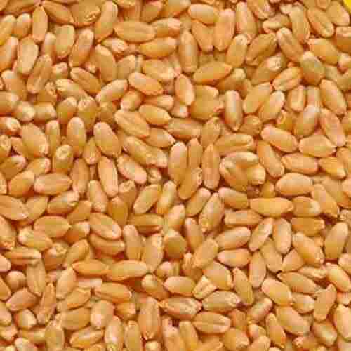 Indian Originated A Grade Organically Cultivated Dried Natural Wheat Grains, Pack Of 1 Kg