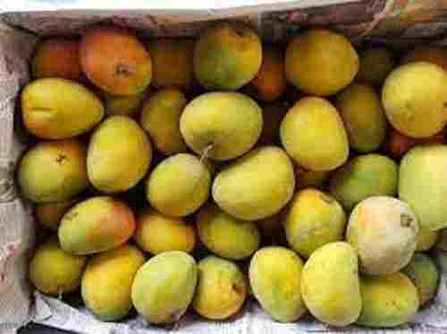 Fresh Sweet Delicious Tasty Rich In Antioxidants Vitamins Enriched Mango 