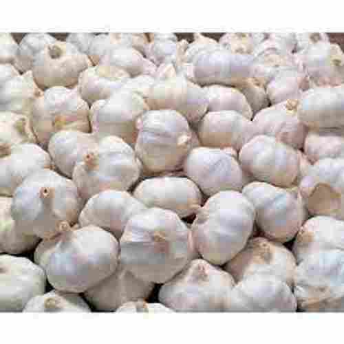 Off White Bulb Garlic Grade-A Quality Starts New Seasons Hybrid Clove Garlic 