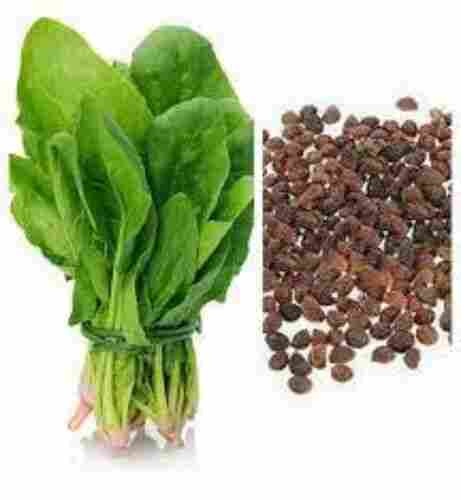 Kaveri Krishi Spinach Seeds For Farming (Pack Of 50 Palak Seed)