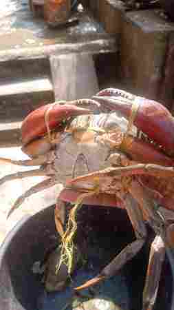 Wholesale Price Fresh Mud Crabs Seafood for Restaurant