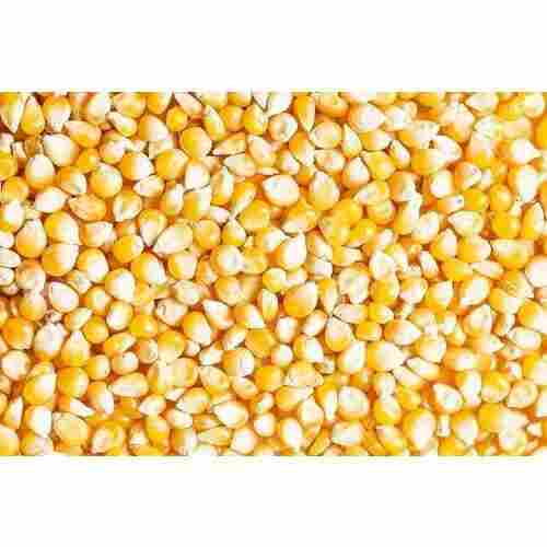 100% Natural Organic Tasty Yellow Hybrid Maize Seeds For Agriculture