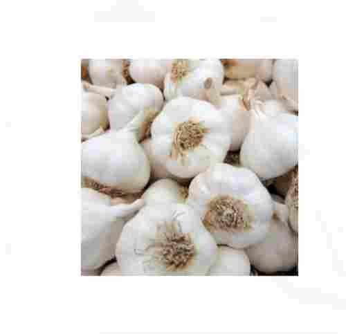 35 Mm Garlic Size With No Additives Or Preservatives Fresh Garlic 