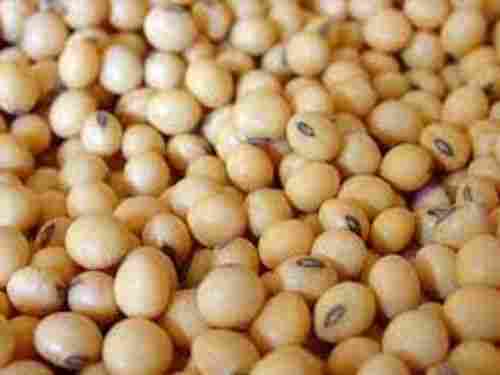 Healthy And Tasty Good Source Of Both Dietary Fiber And Protein Pure Soybean Grain