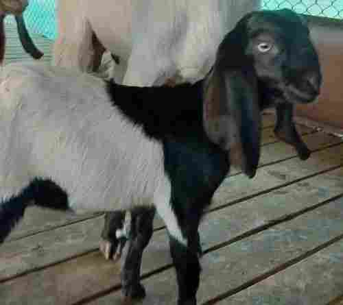 Male Healthy Highly Nutritious Meat Totapari Black And White Domestic Goat